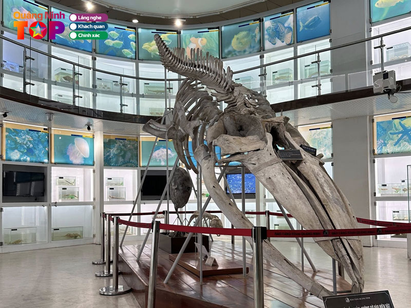 Kham-pha-kho-tang-hien-vat-vo-gia3-quangninhtoplist