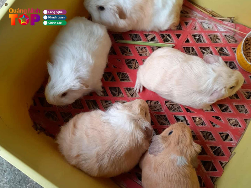 Hamster-cam-pha-quang-ninh-quangninhtoplist