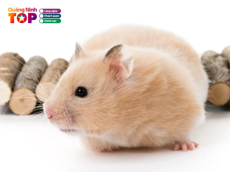 Shop-hamster-quangninhtoplist