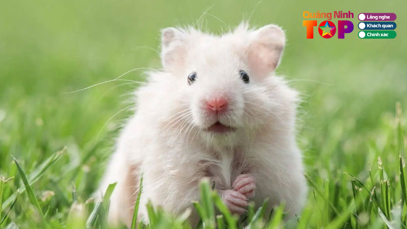 Top-5-shop-ban-chuot-hamster-o-quang-ninh-de-thuong-uy-tin-quangninhtoplist