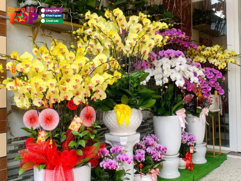 Diem-trang-flowers-quangninhtoplist