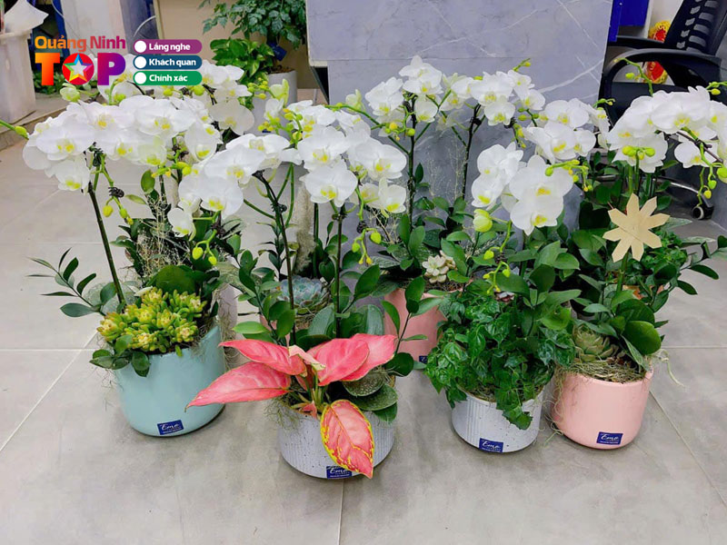 Shop-hoa-ngoc-chau-quangninhtoplist