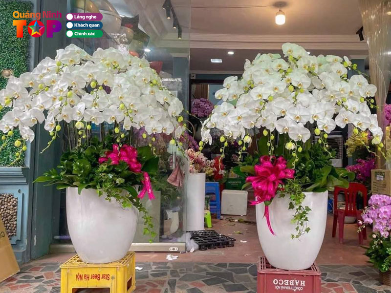 Tan-dinh-flowers-quangninhtoplist