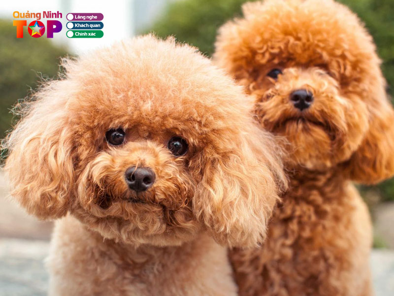 Cua-hang-dog-city-quangninhtoplist