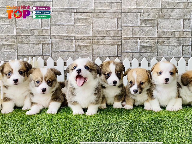 Su-pets-house-quangninhtoplist