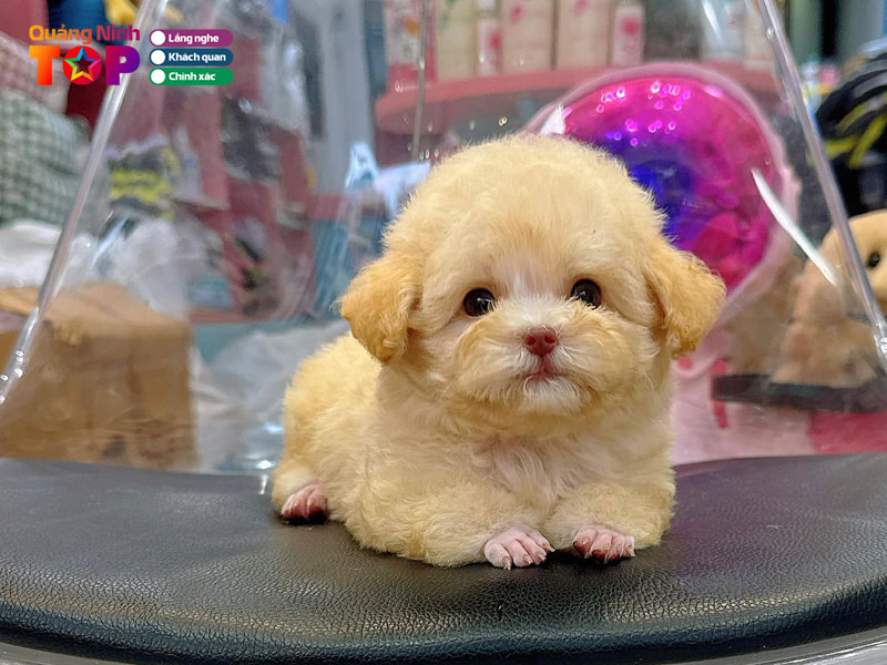 Ti-fluffy-house-quangninhtoplist