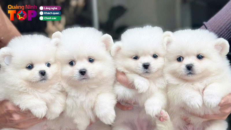 Top-5-dia-chi-ban-cho-canh-tai-quang-ninh-da-dang-giong-gia-tot-quangninhtoplist